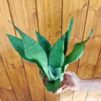 Svokrin jazyk (Sansevieria trifasciata) ´MOONSHINE´ - výška 35-40 cm , kont. C1L